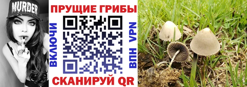 Псилоцибиновые грибы мицелий  Одинцово 